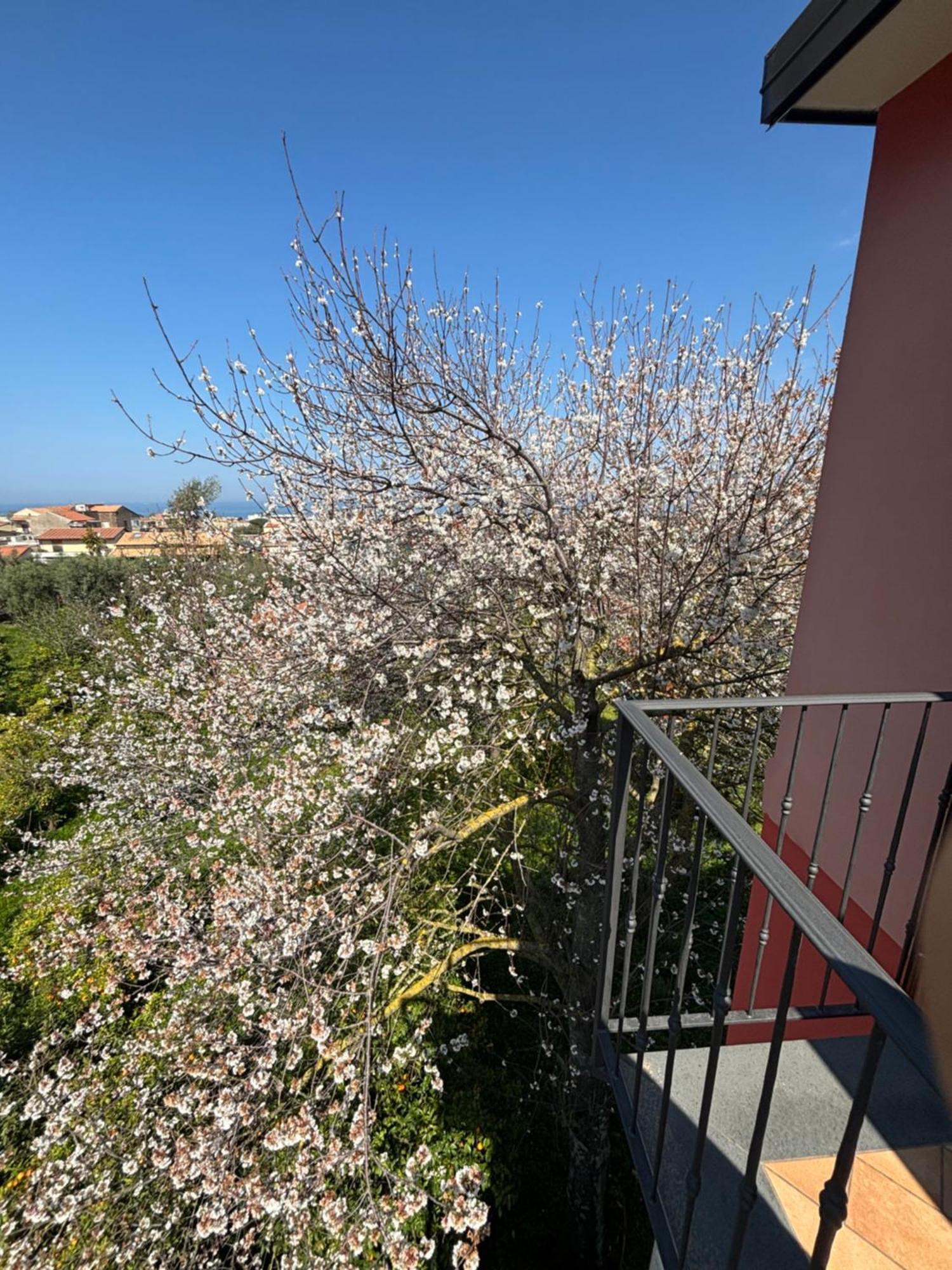 Intero Appartamento A Sant'Agnello , Le Ortensie Buitenkant foto